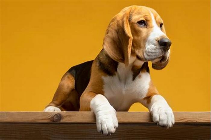 Beagle Obesity: How to Monitor Progress Safely