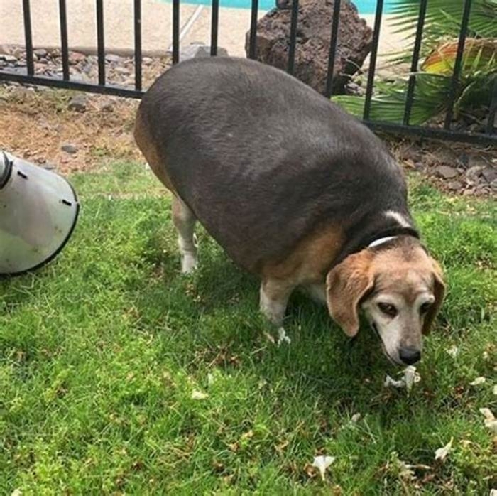 Beagle Obesity How to Navigate Weight Loss Plateaus