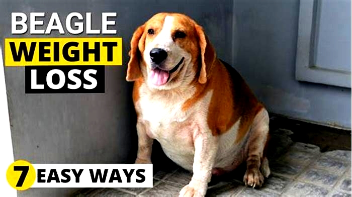 Beagle Obesity: How to Navigate Weight Loss Surgery Options