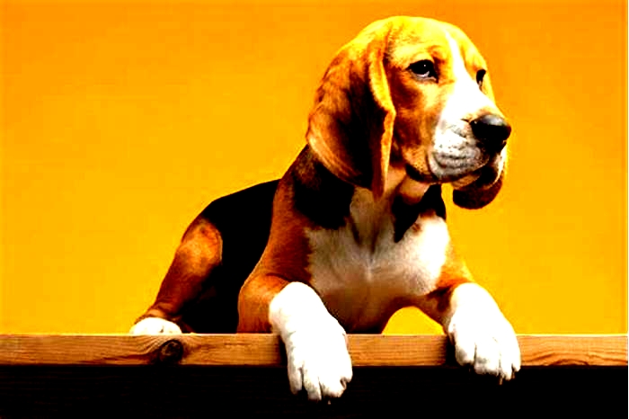 Beagle Obesity How to Talk to Your Vet About Weight Concerns