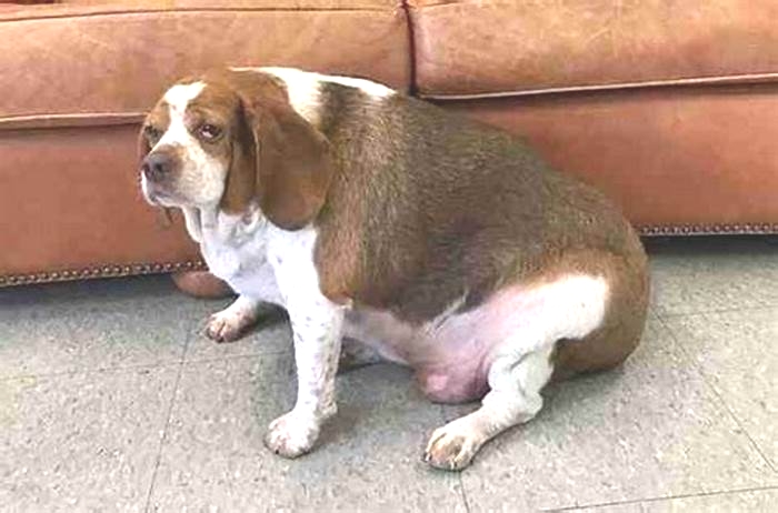 Beagle Obesity: Incorporating Fun Training Exercises