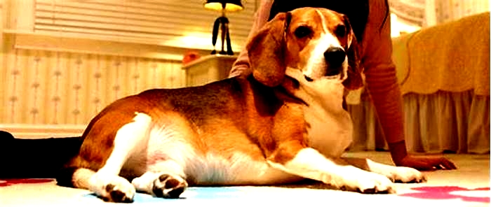 Beagle Obesity Incorporating Mindful Eating Practices