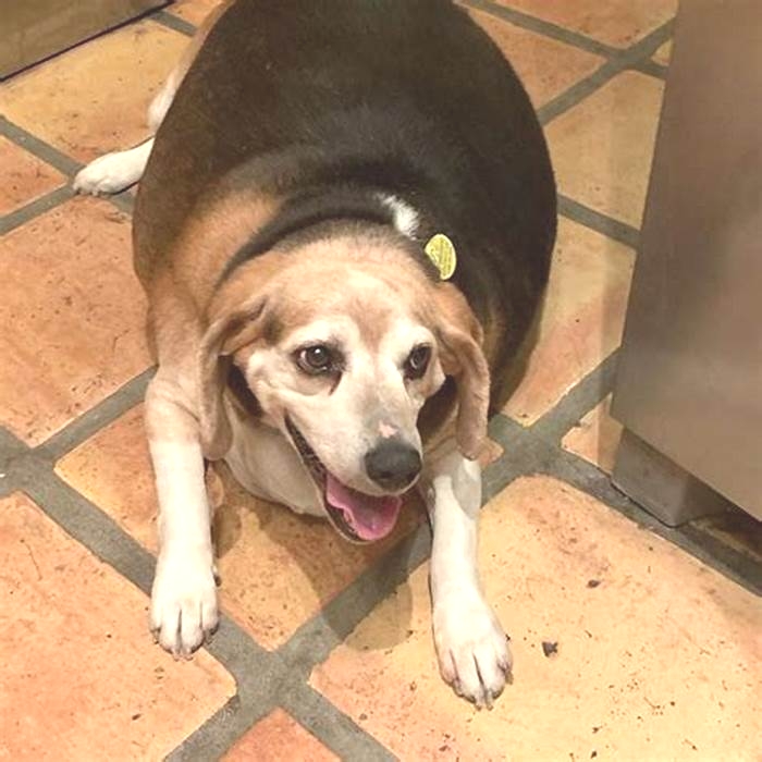 Beagle Obesity: Incorporating Weight-Loss Supplements