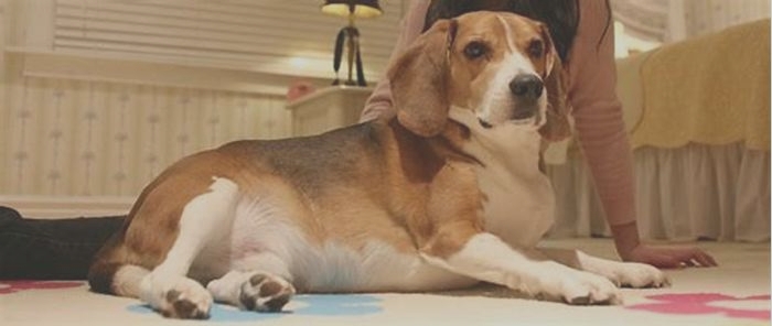 Beagle Obesity Navigating Weight Related Digestive Problems