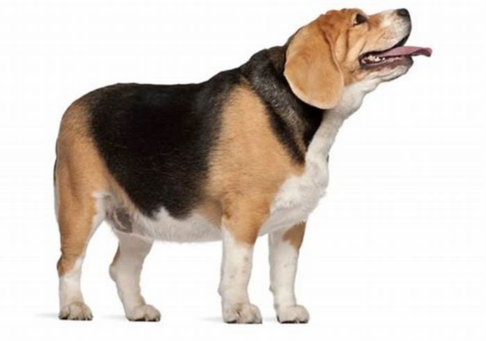 Beagle Obesity Navigating Weight Related Health Issues