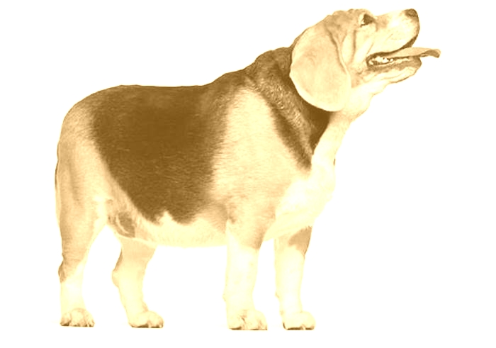 Beagle Obesity Navigating Weight Related Hormonal Imbalances