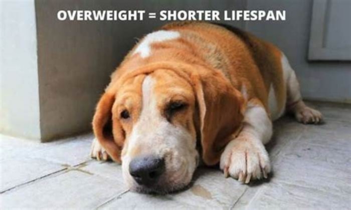 Beagle Obesity: Navigating Weight-Related Joint Issues