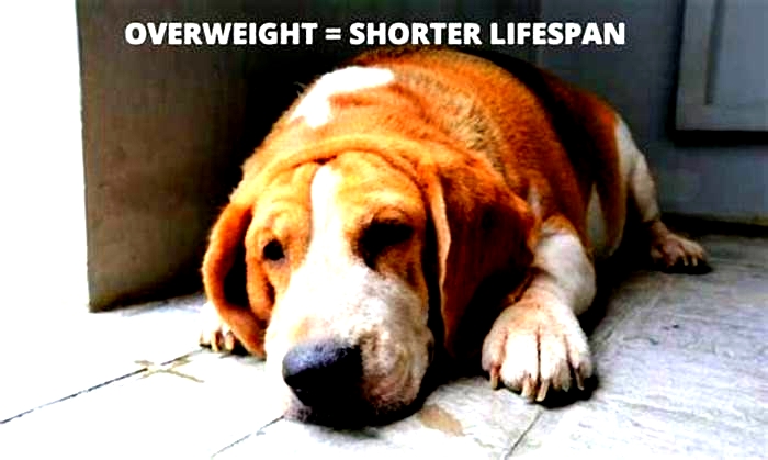 Beagle Obesity Navigating Weight Related Respiratory Issues