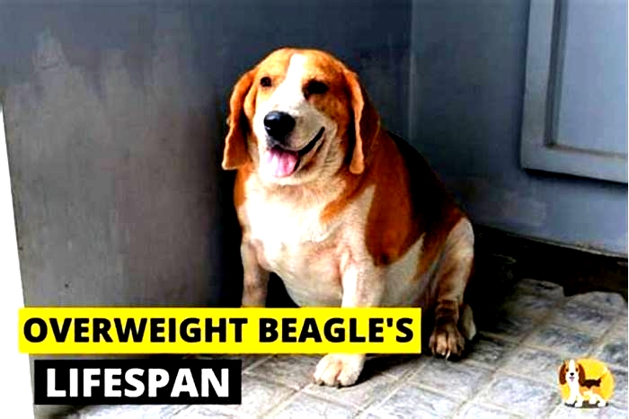 Beagle Obesity: Navigating Weight-Related Sleep Issues