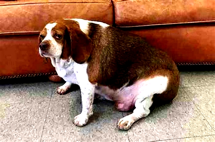 Beagle Obesity Overcoming Challenges Through Exercise