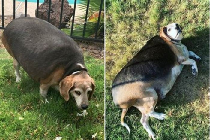 Beagle Obesity Overcoming Challenges Through Nutrition