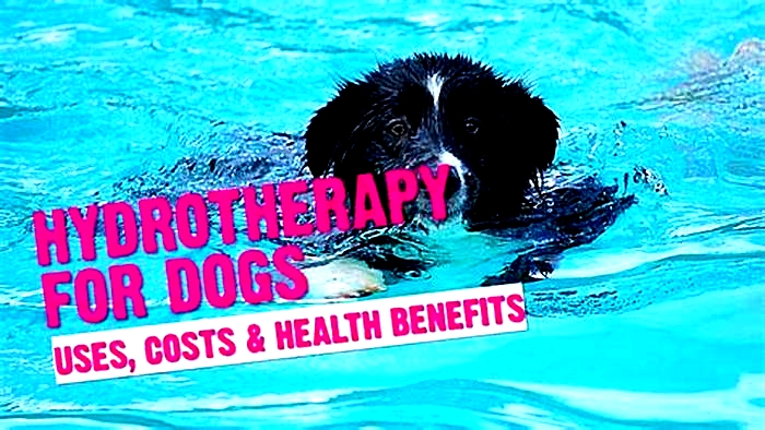 Beagle Obesity The Benefits of Canine Hydrotherapy