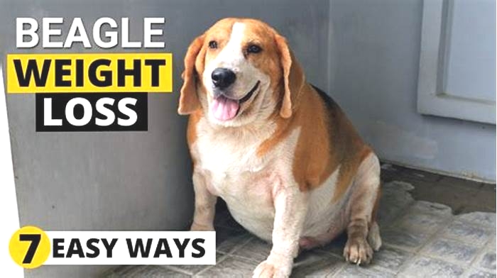 Beagle Obesity The Benefits of Cognitive Games for Weight Loss