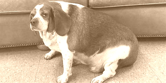 Beagle Obesity The Benefits of Group Exercise Classes