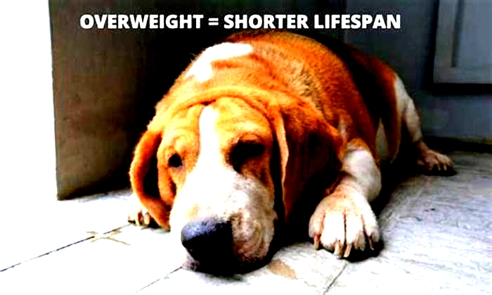 Beagle Obesity The Hidden Health Risks You Shouldnt Ignore