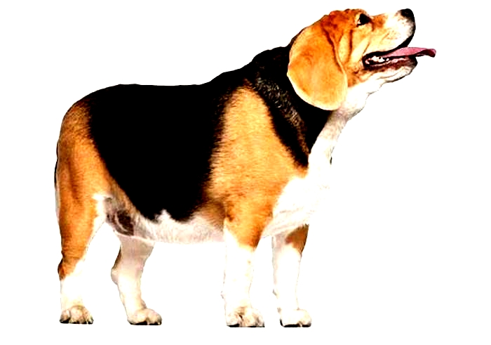 Beagle Obesity: The Impact of Environmental Factors on Weight