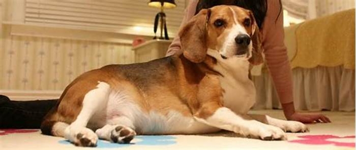 Beagle Obesity The Impact of Food Quality on Weight