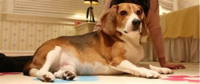 Beagle Obesity: Understanding the Benefits of a Healthy Diet