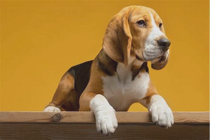 Beagle Obesity: Understanding the Role of Neutering and Spaying