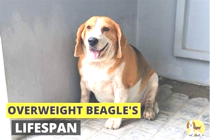 Beagle Obesity: Understanding the Role of Pack Walks