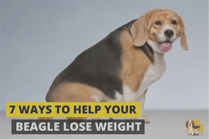 Beagle Weight Loss Addressing Food Allergies and Sensitivities