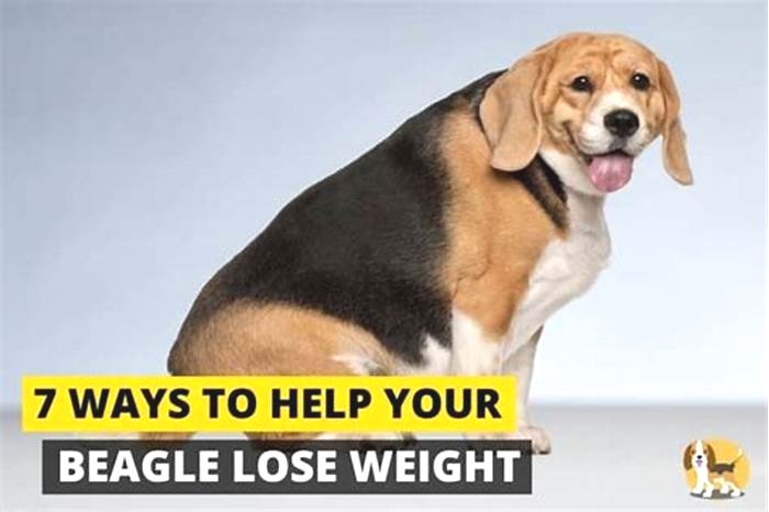 Beagle Weight Loss: Addressing Overeating Through Puzzle Toys