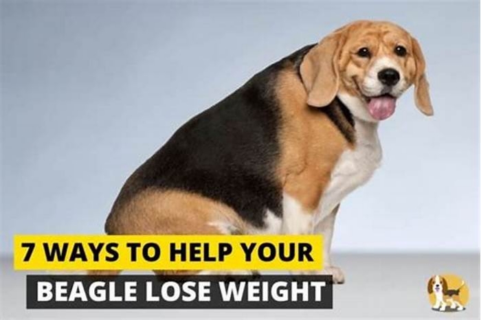 Beagle Weight Loss Addressing Weight Related Behavioral Issues