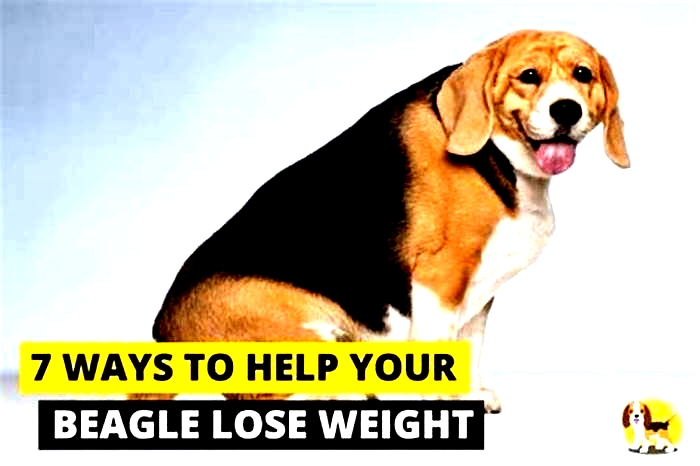 Beagle Weight Loss: Addressing Weight-Related Health Issues