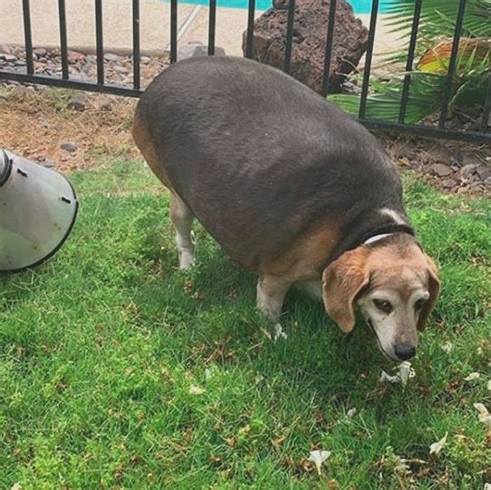 Beagle Weight Loss: Celebrating Milestones Along the Journey