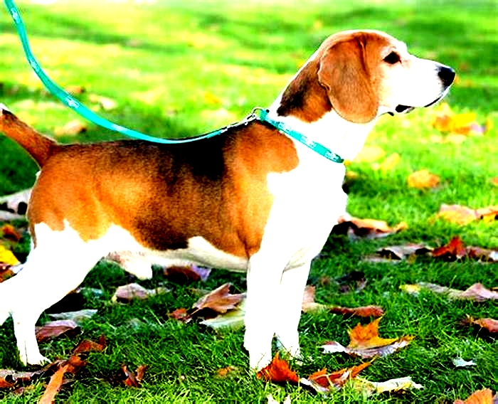 Beagle Weight Loss: Celebrating Small Victories