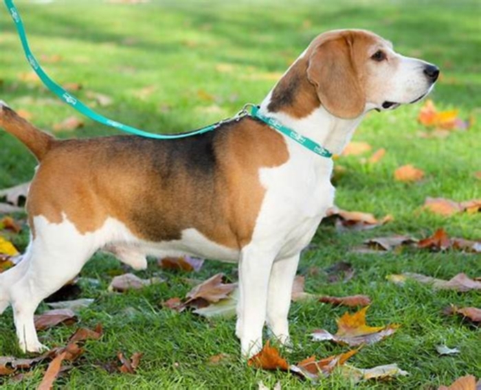 Beagle Weight Loss Challenges Overcoming Plateaus and Setbacks