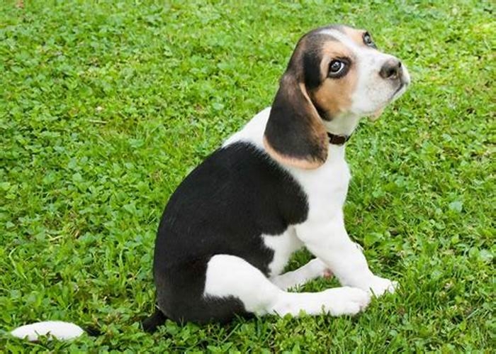 Beagle Weight Loss: Creating a Personalized Plan for Your Pet