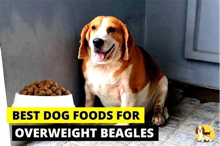 Beagle Weight Loss Diets: What Works Best for Your Pet?