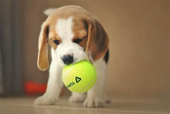 Beagle Weight Loss Exploring Indoor Exercise Options