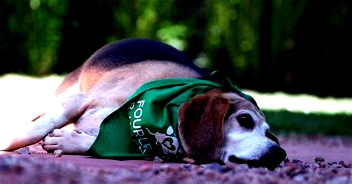 Beagle Weight Loss: Exploring Outdoor Adventure Options