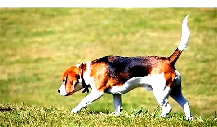 Beagle Weight Loss: Exploring the Benefits of Outdoor Activities