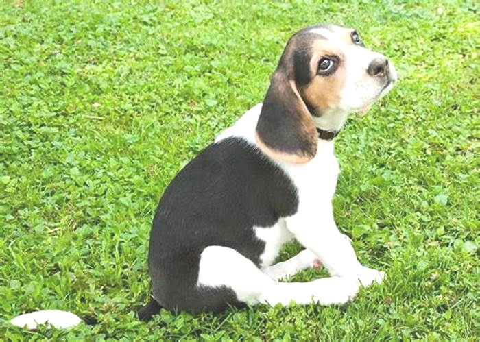 Beagle Weight Loss: How to Advocate for Your Pet’s Health Needs