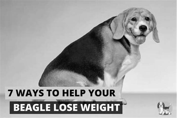 Beagle Weight Loss: How to Safely Incorporate Supplements