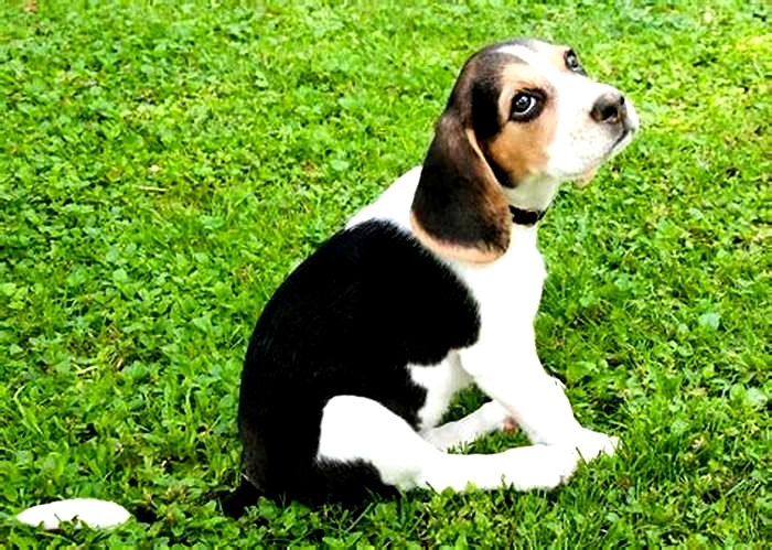 Beagle Weight Loss: Incorporating Fun Activities into Their Routine