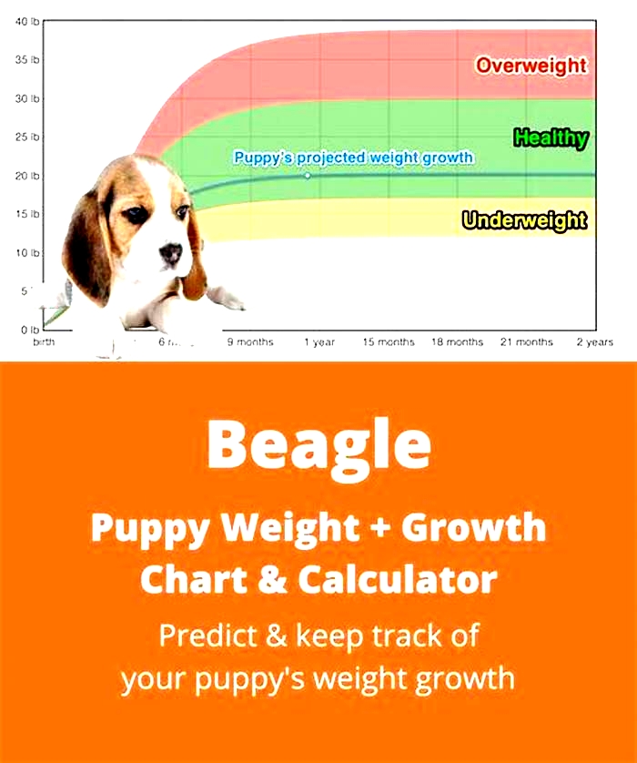 Beagle Weight Loss Incorporating Regular Weigh Ins