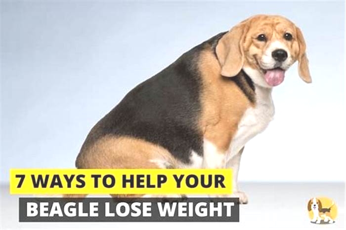 Beagle Weight Loss Supplements: Do They Help or Harm?