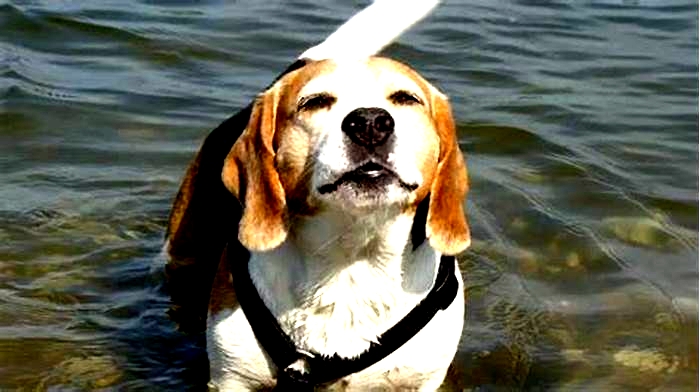 Beagle Weight Loss: The Benefits of Canine Swimming