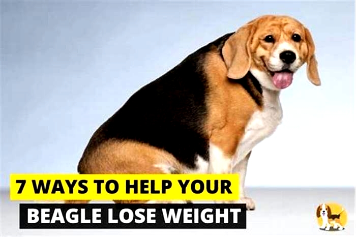 Beagle Weight Loss: The Benefits of Mental Stimulation