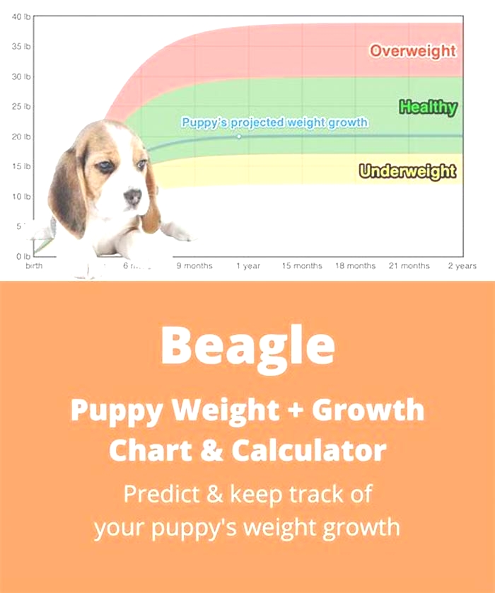 Beagle Weight Loss: The Impact of Breed-Specific Nutrition Plans