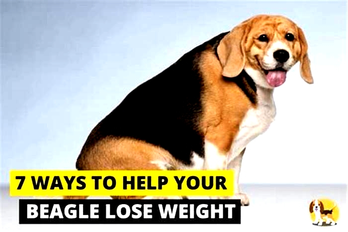 Beagle Weight Loss: The Impact of Stress Reduction Techniques