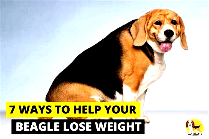 Beagle Weight Loss The Impact of Temperature on Exercise