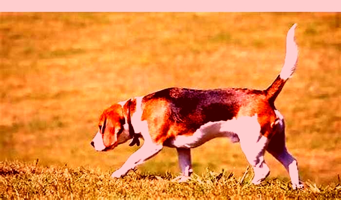 Beagle Weight Loss The Importance of Consistency and Routine