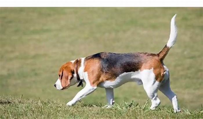 Beagle Weight Loss: The Importance of Family Involvement