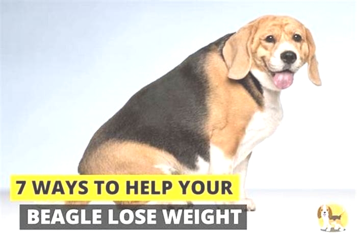 Beagle Weight Loss: The Importance of Mental Stimulation