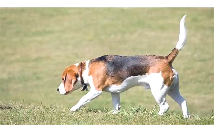 Beagle Weight Loss The Importance of Sleep and Rest